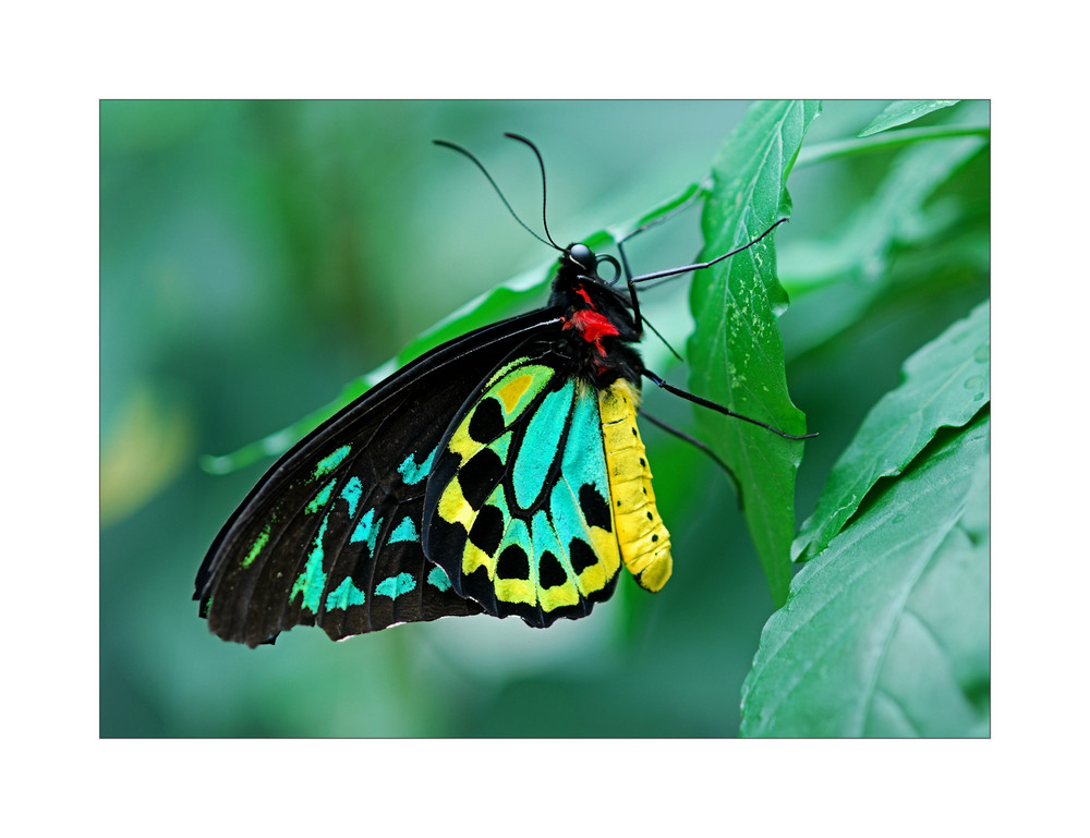 Richmond Birdwing