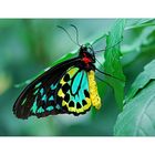 Richmond Birdwing