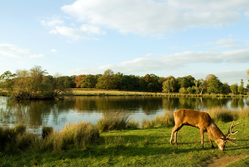 Richmond Park