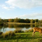 Richmond Park