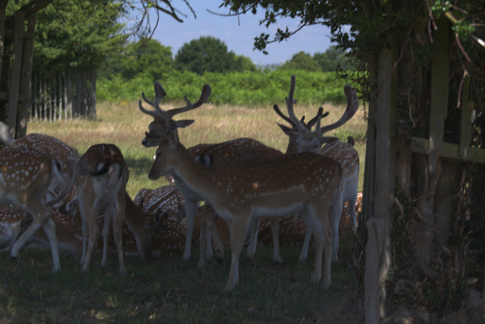 Richmond Park