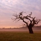 Richmond park, London