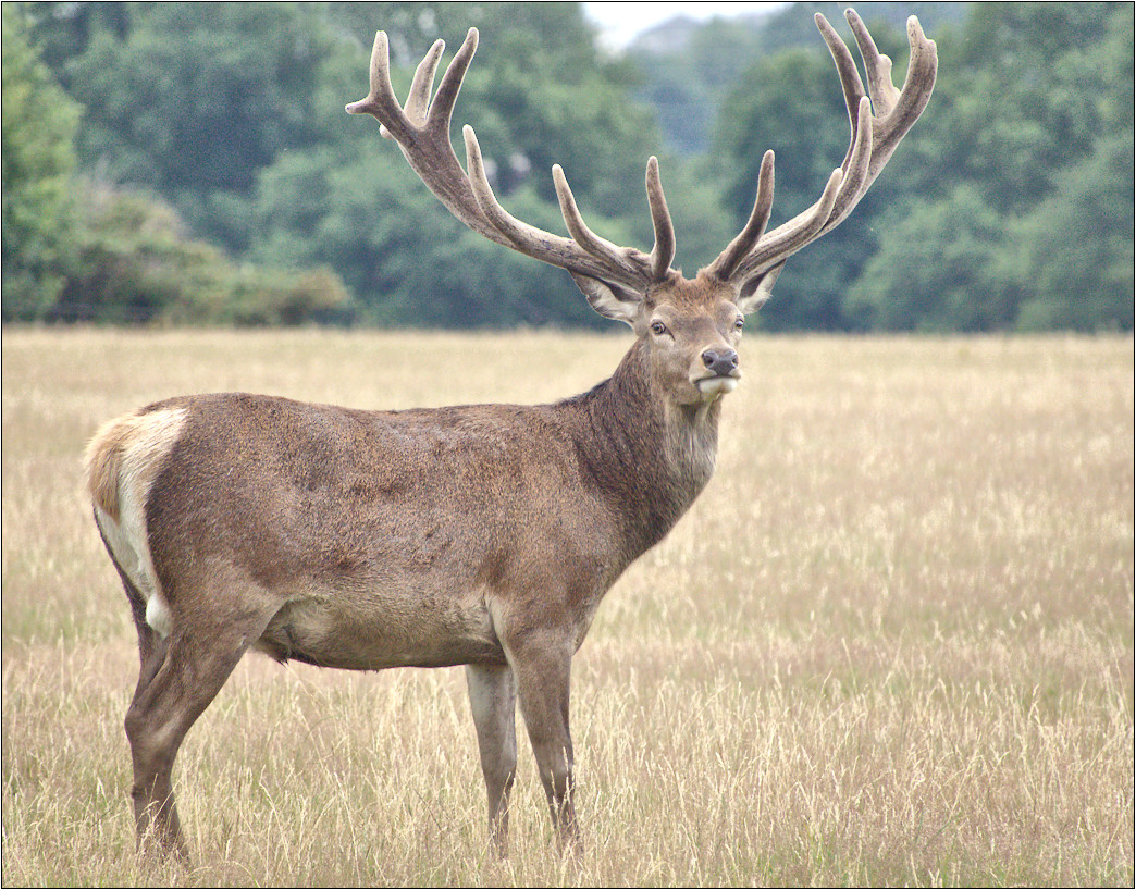 Richmond Park Master