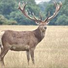 Richmond Park Master