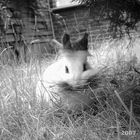 Richtfest war am selben Tag....