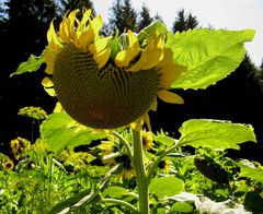 Richtig dicke Sonnenblume