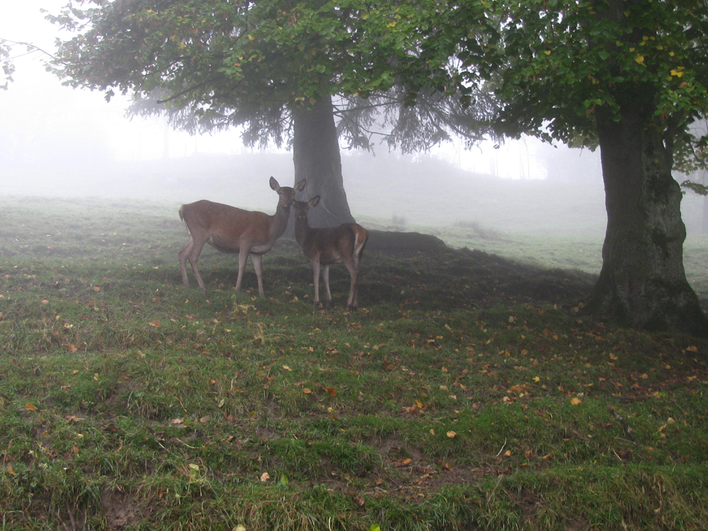 Richtig Herbst