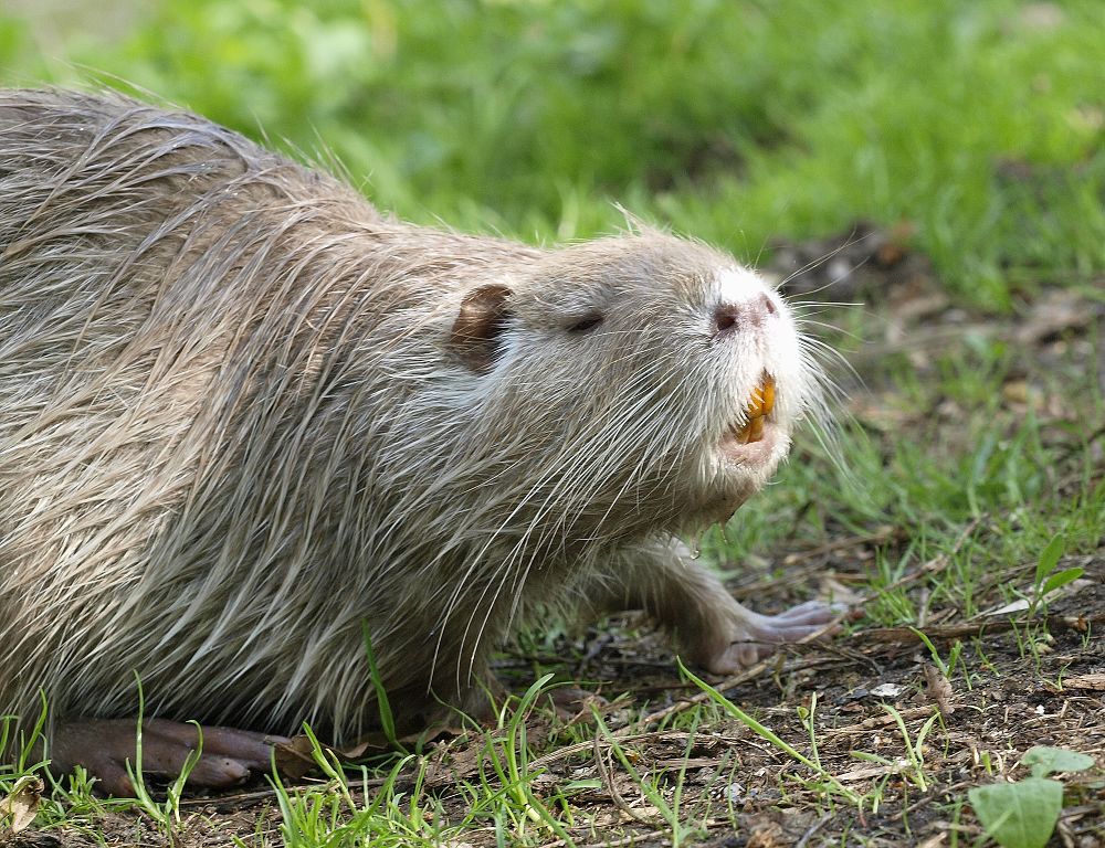 Richtig saures Nutriaweibchen!