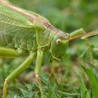 Richtig verdutzt schaute das Grüne Heupferd,als ein Räupchen an ihrem Fühler entlang krabbelte