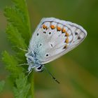 Richtige Bestimmung:  Fehlfarben! Hauhechel-Bläuling (Polyommatus icarus)