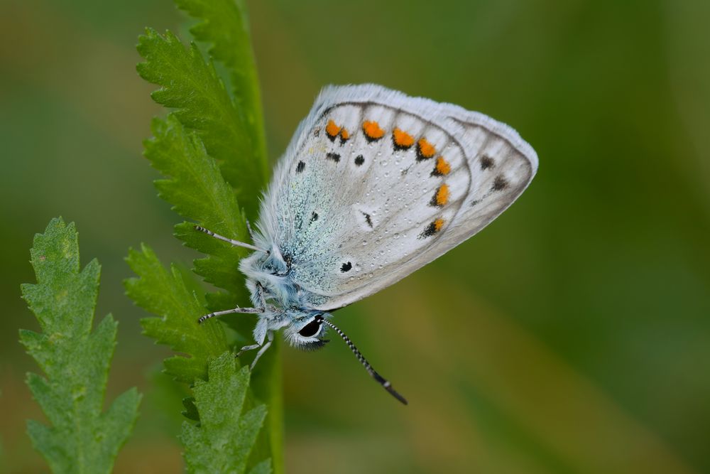 Richtige Bestimmung:  Fehlfarben! Hauhechel-Bläuling (Polyommatus icarus)