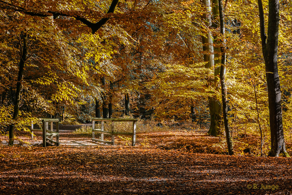 Richtige Herbststimmung ...