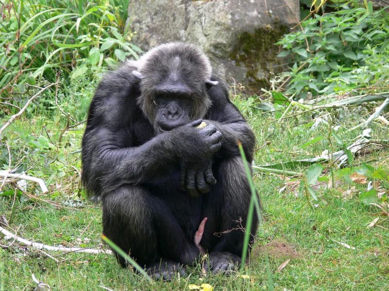 Richtiger Channel oder doch lieber AKT? Affe im Allwetterzoo Münster