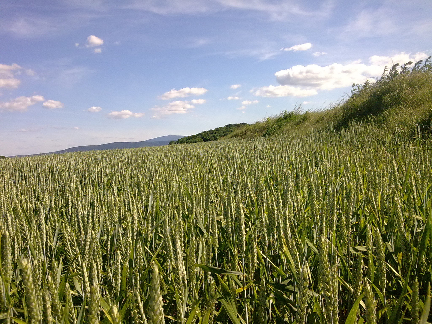 Richtung Brocken