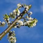 Richtung: Frühling!