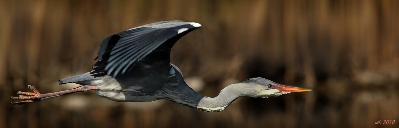 Richtung Nest