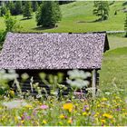 Richtung untere Brüggele-Alpe 2021-06-27 Hütte mit Blumen