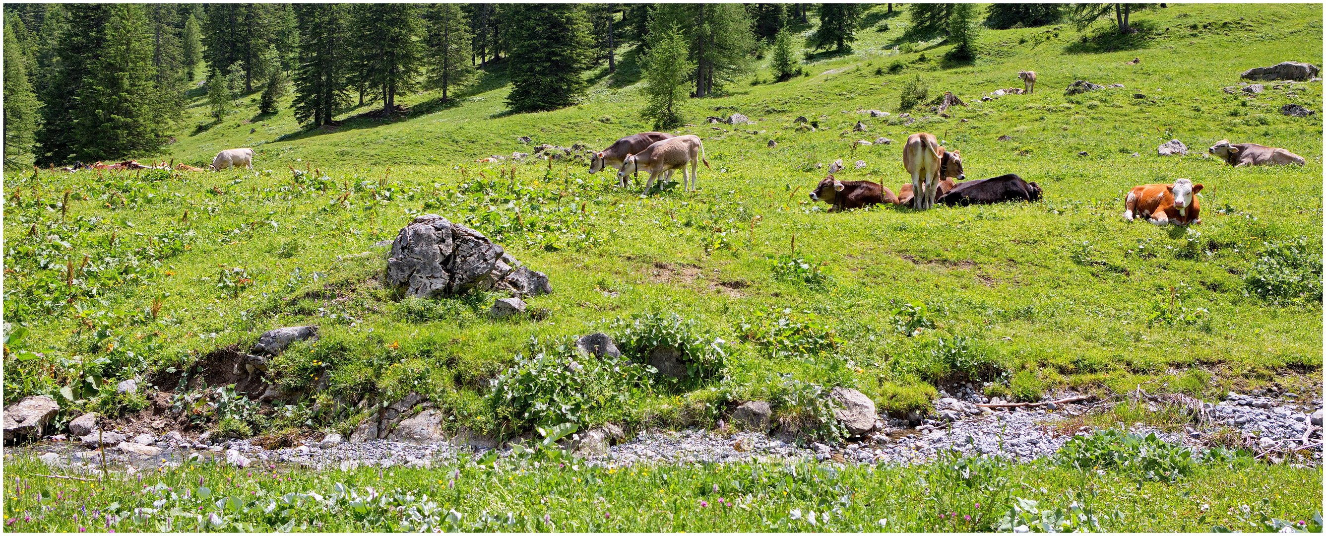 Richtung untere Brüggele-Alpe 2021-06-27 Kühe