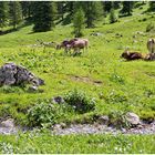 Richtung untere Brüggele-Alpe 2021-06-27 Kühe