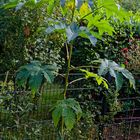 Ricinus