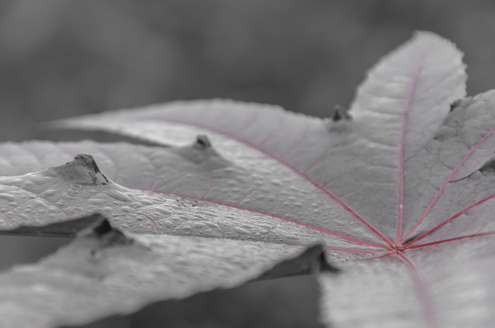 Ricinus communis