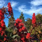 Ricinus communis....