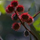 Ricinus Communis - Palma Christi