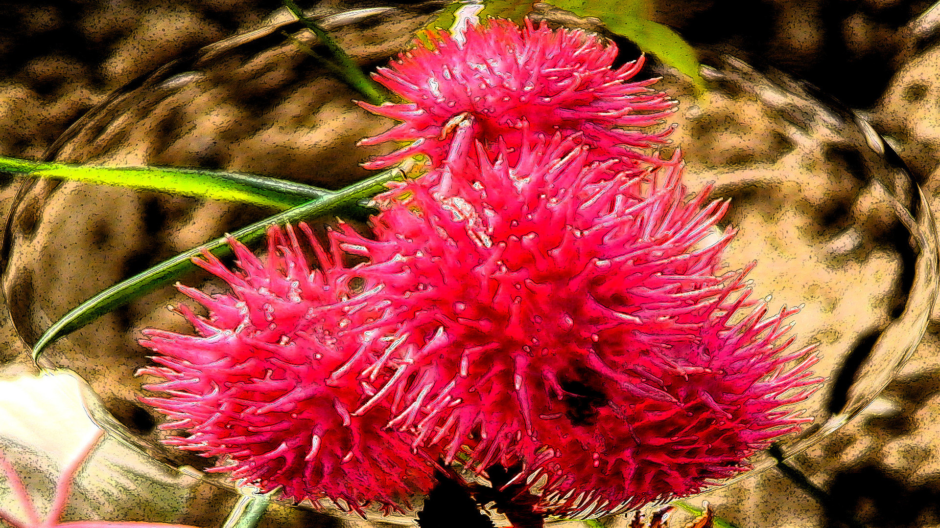 Ricinus Pflanze