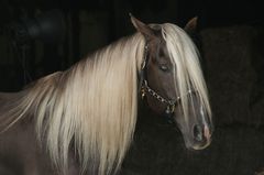 Rick, Rocky Mountainhorse