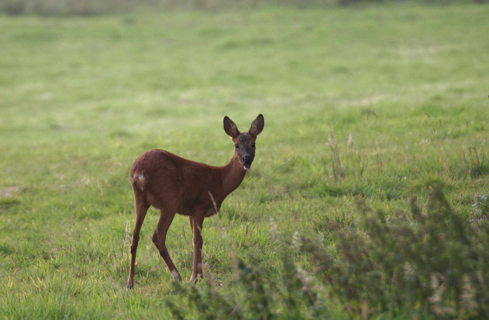 Ricke Foto & Bild tiere, wildlife, säugetiere Bilder auf