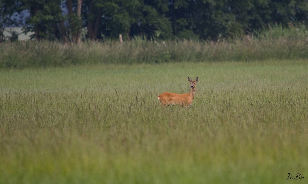 Ricke als aufmerksame Beobachterin