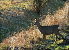 Ricke am Wegesrand