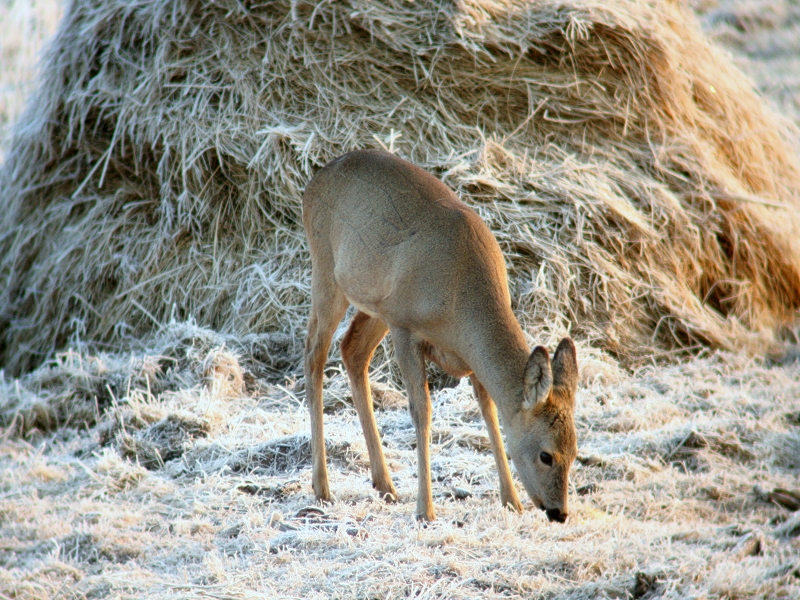 Ricke an der Kirrung