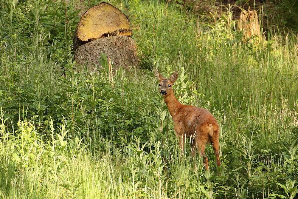 Ricke auf der Lichtung