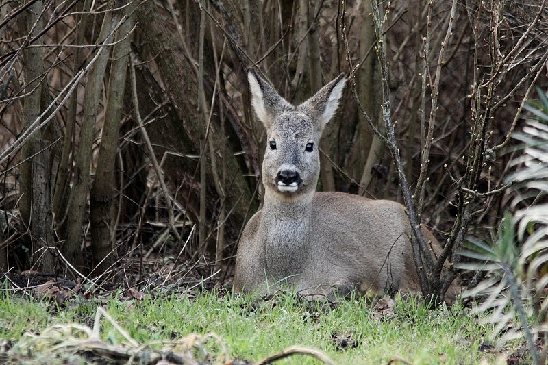 Ricke bei der Mittagsruhe