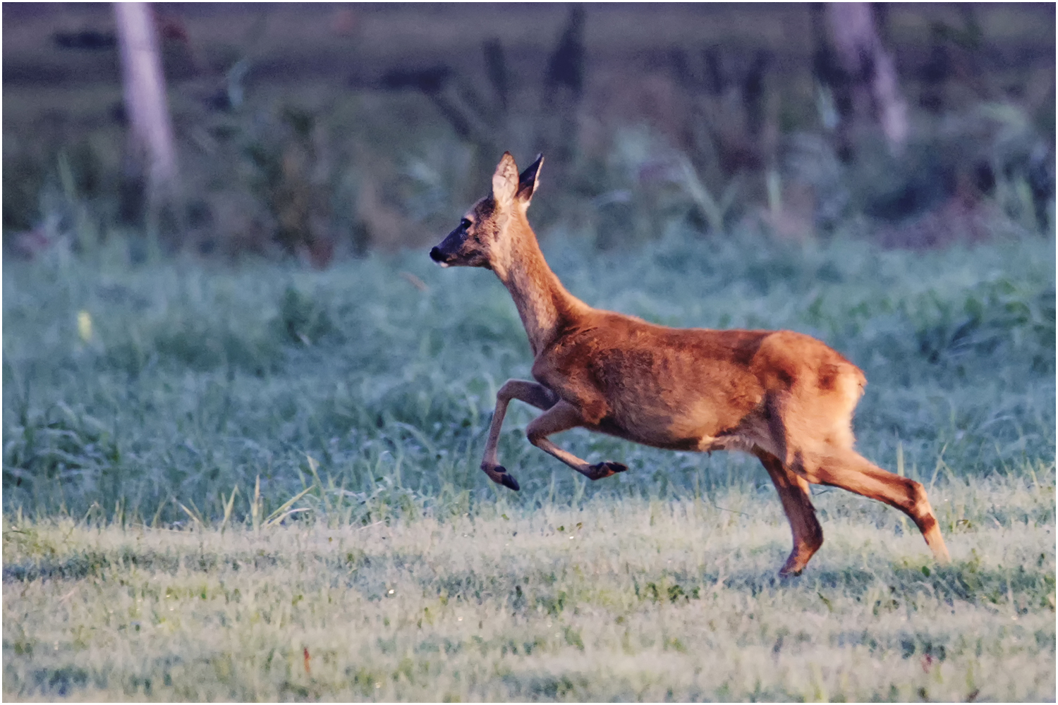 Ricke (Capreolus capreolus)