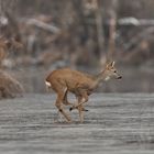 Ricke eilt über das Wasser