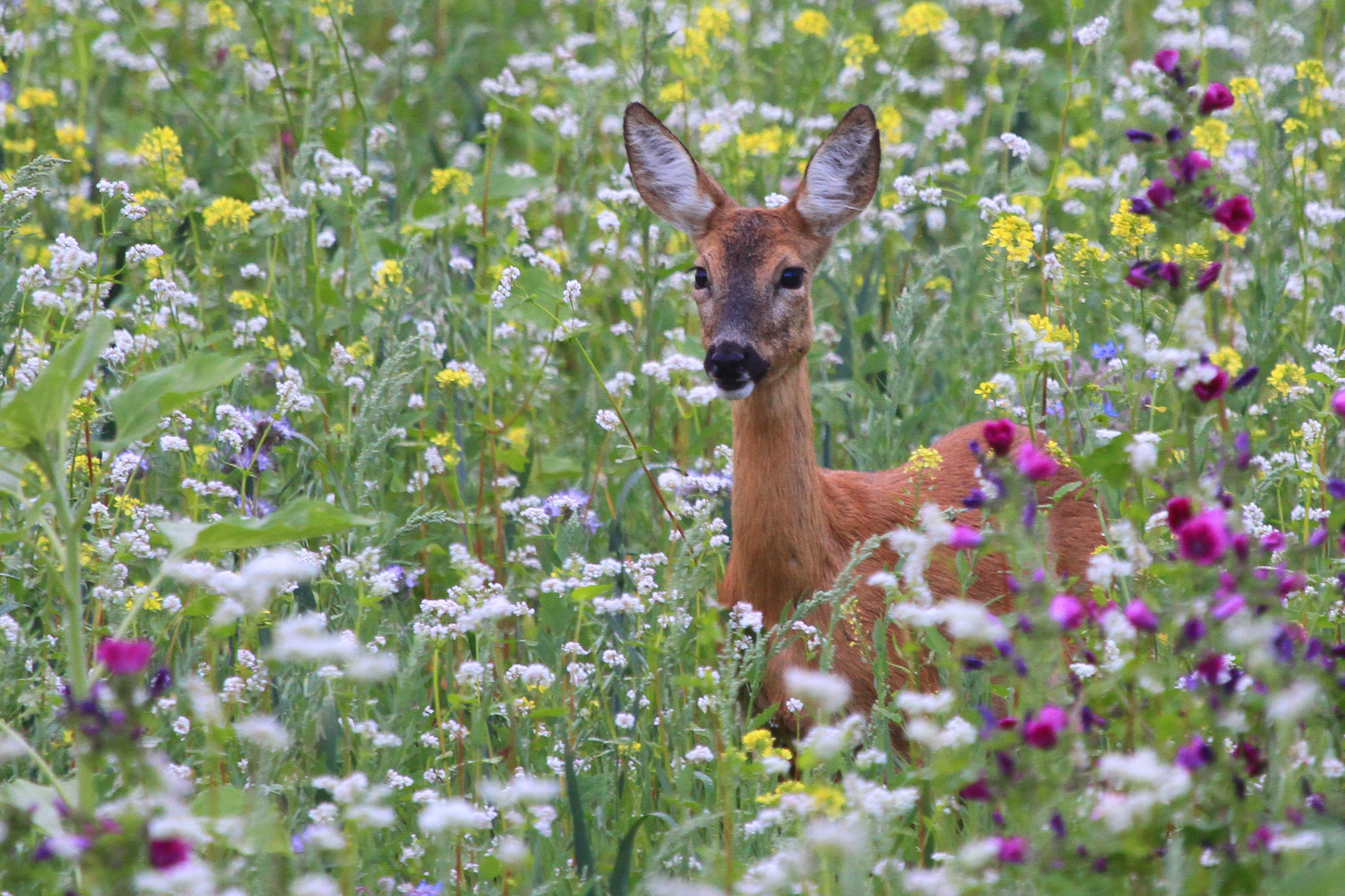 Ricke im Blühstreifen