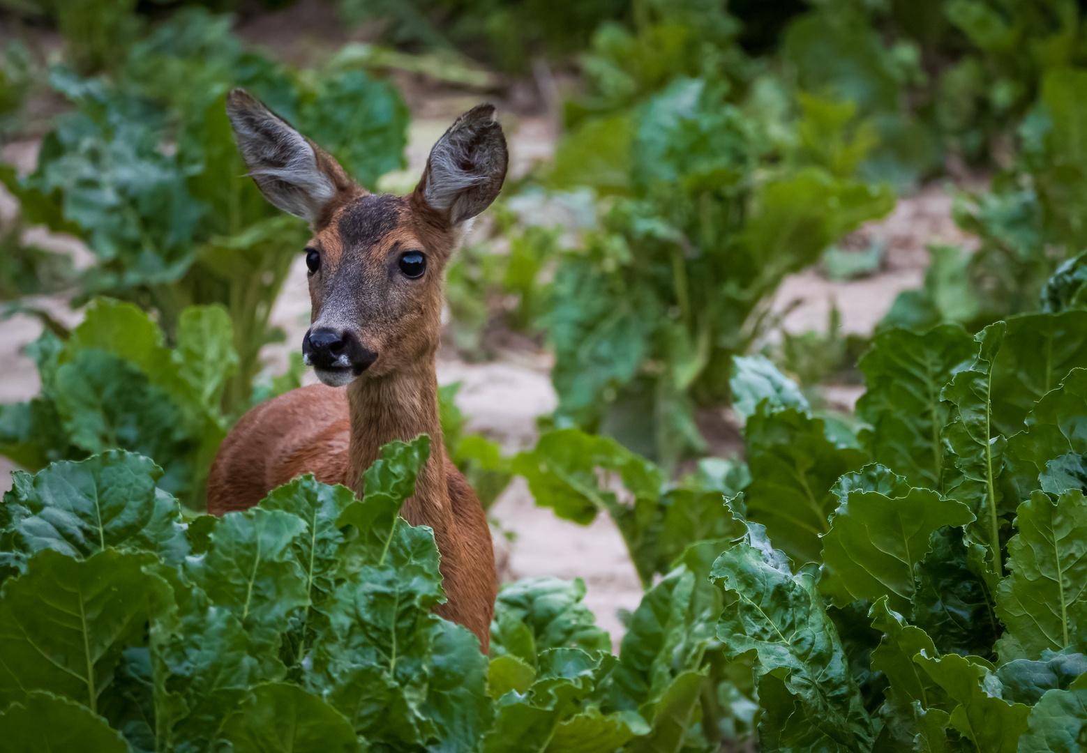 Ricke im Feld