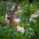 Ricke im Feld