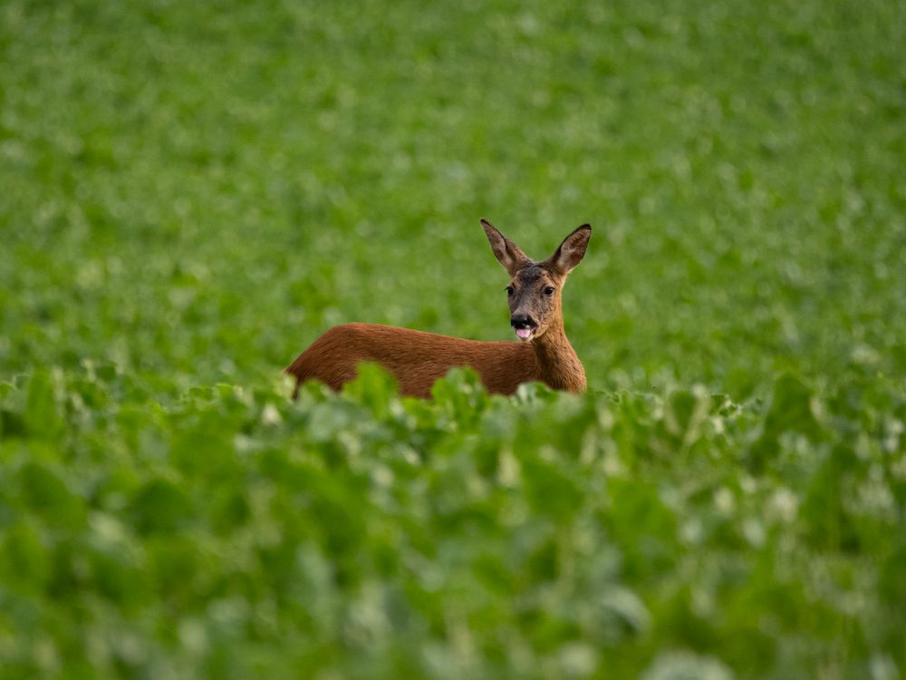 Ricke im Feld streckt Zunge heraus