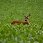 Ricke im Feld streckt Zunge heraus