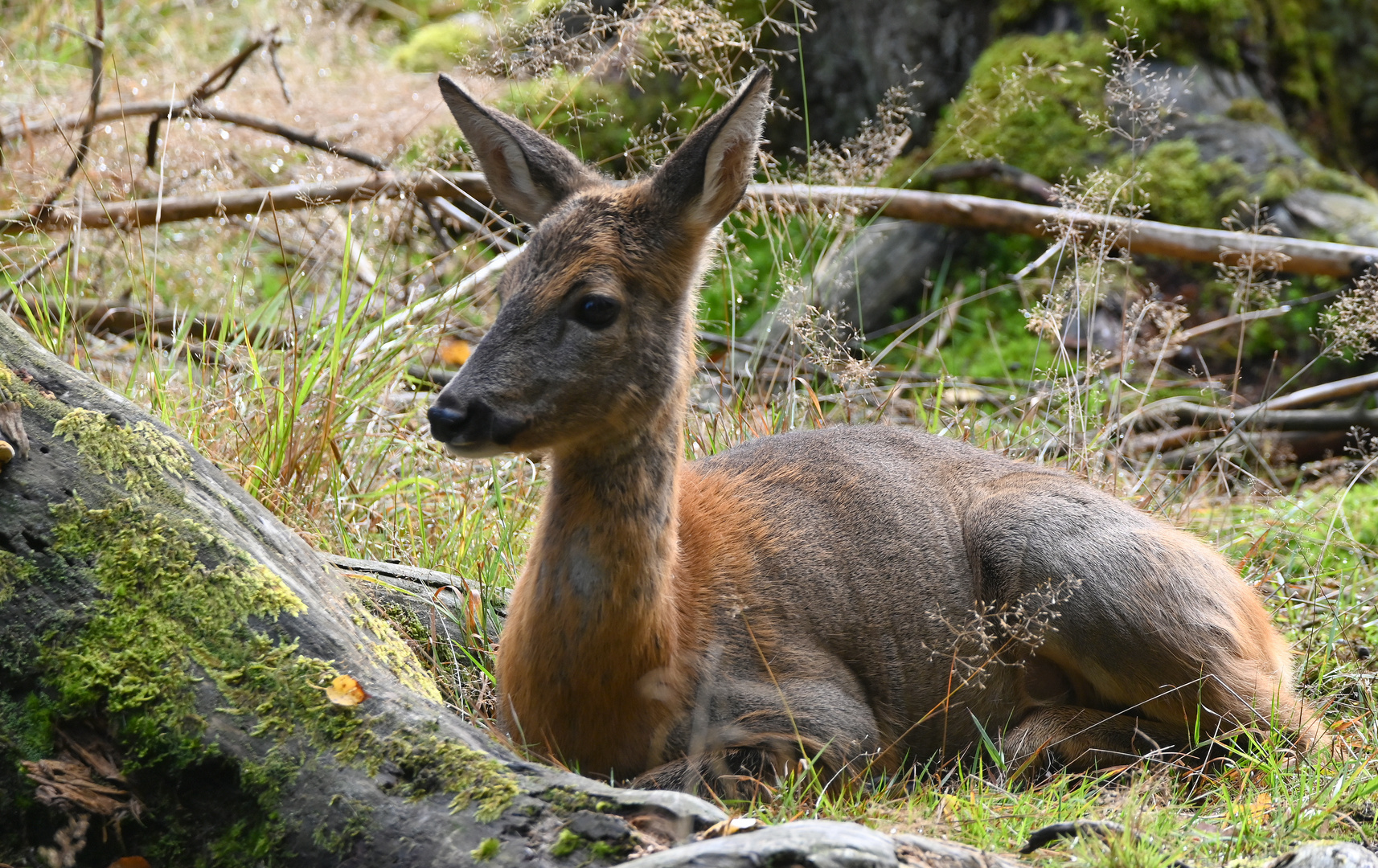 Ricke im Fellwechsel