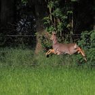 Ricke im Freiflug