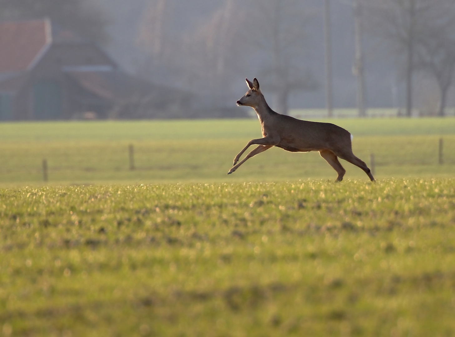 Ricke im Gegenlicht