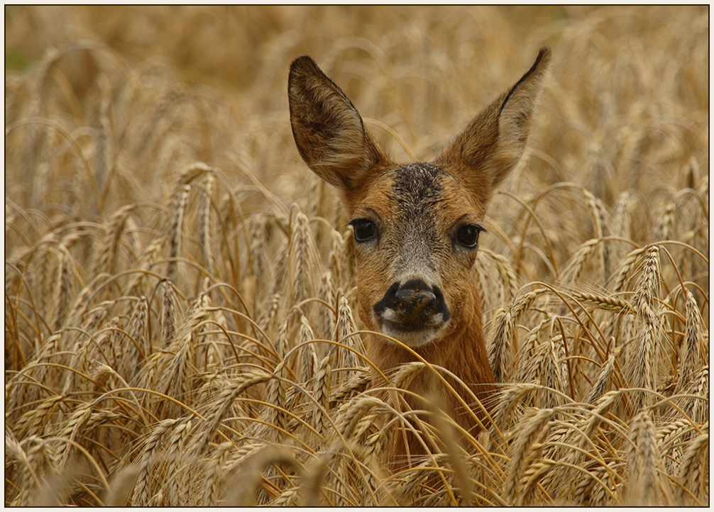 Ricke im Gerstenfeld