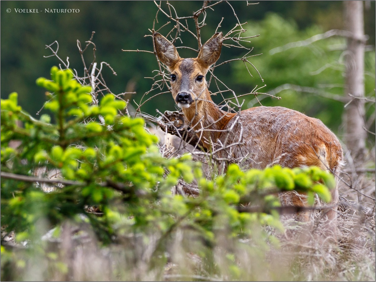 Ricke im Gestrüpp des Kahlschlags