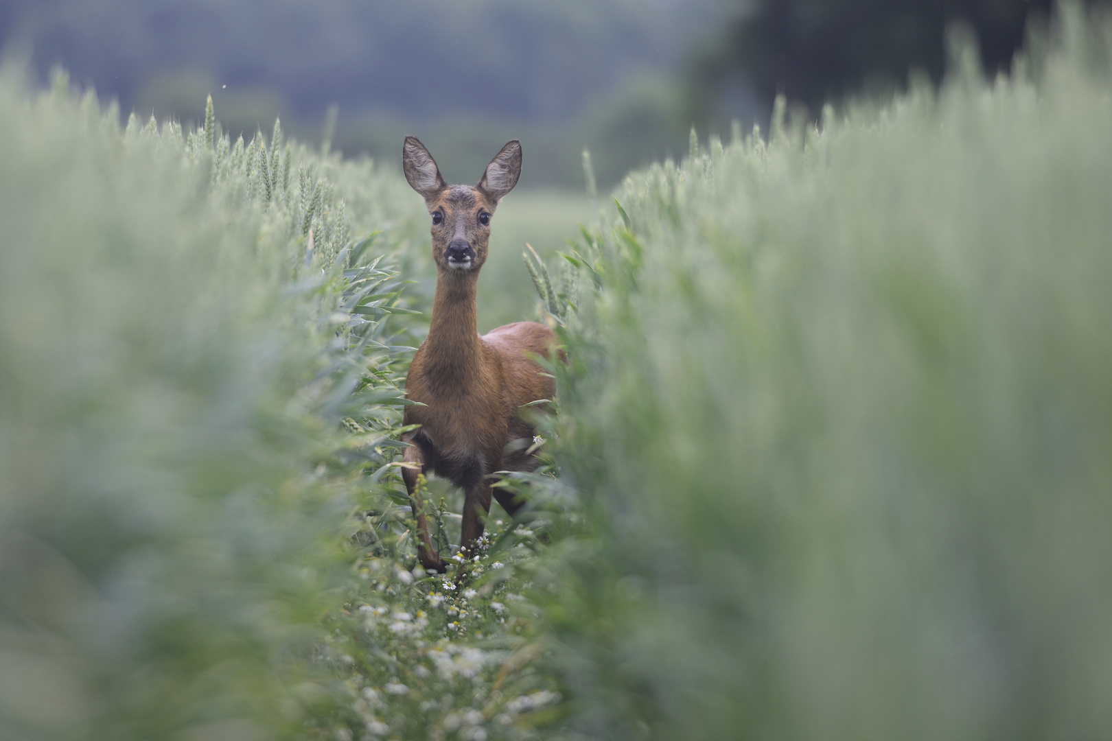 Ricke im Getreide