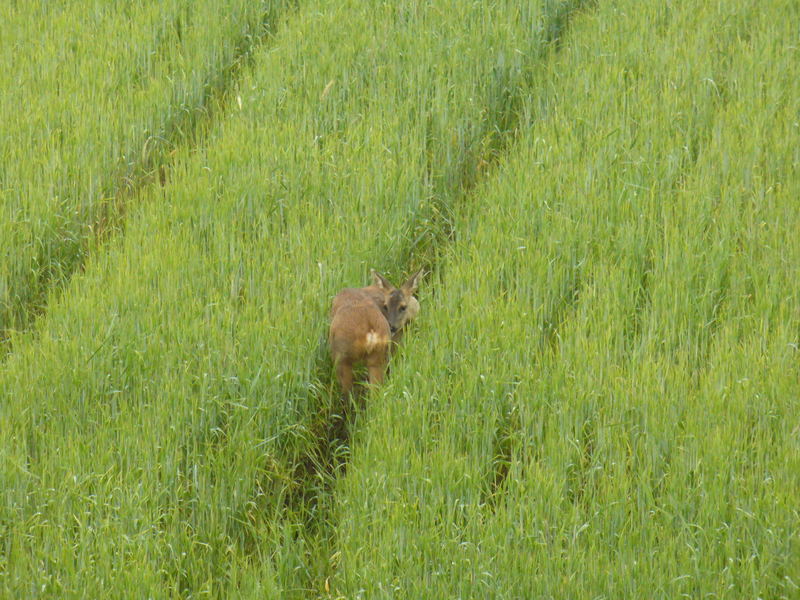 ricke im getreide