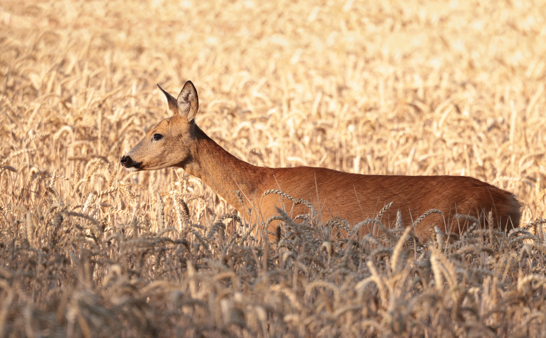 Ricke im Getreidefeld